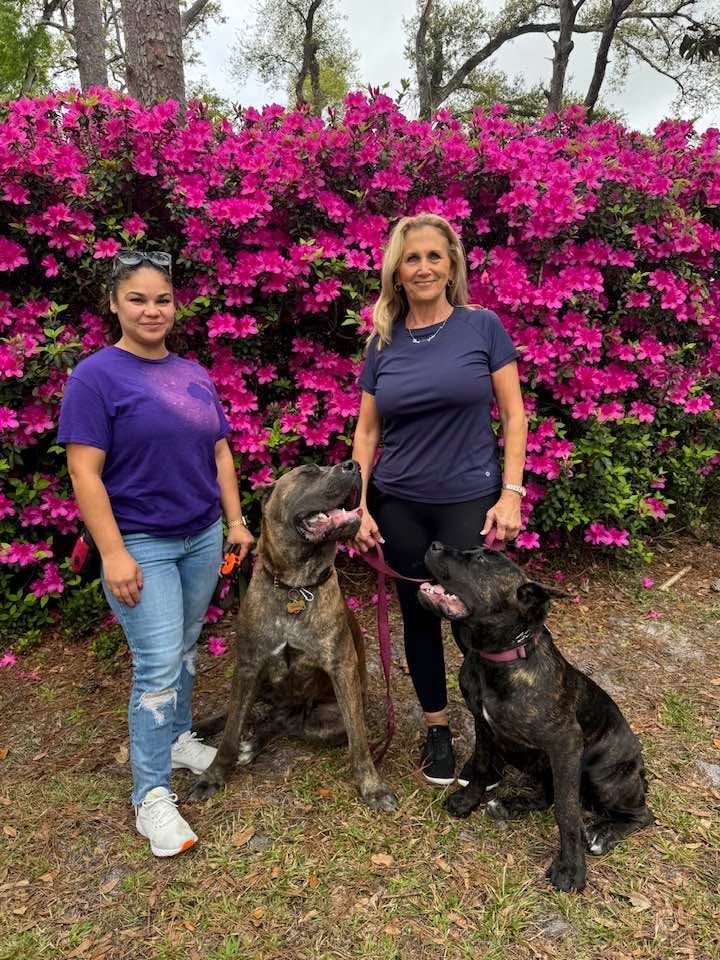 Professional dog trainer Carol DePaul with a client and two obedient Cane Corsos outdoors in Melbourne Village, Melbourne, Florida