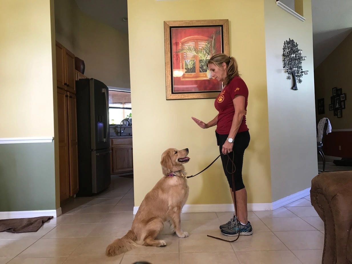 Carol training a golden retriever in a home setting