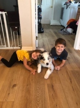 Puppy training session with young dog